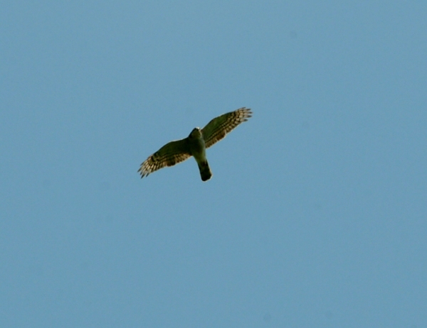 rapace da determinare